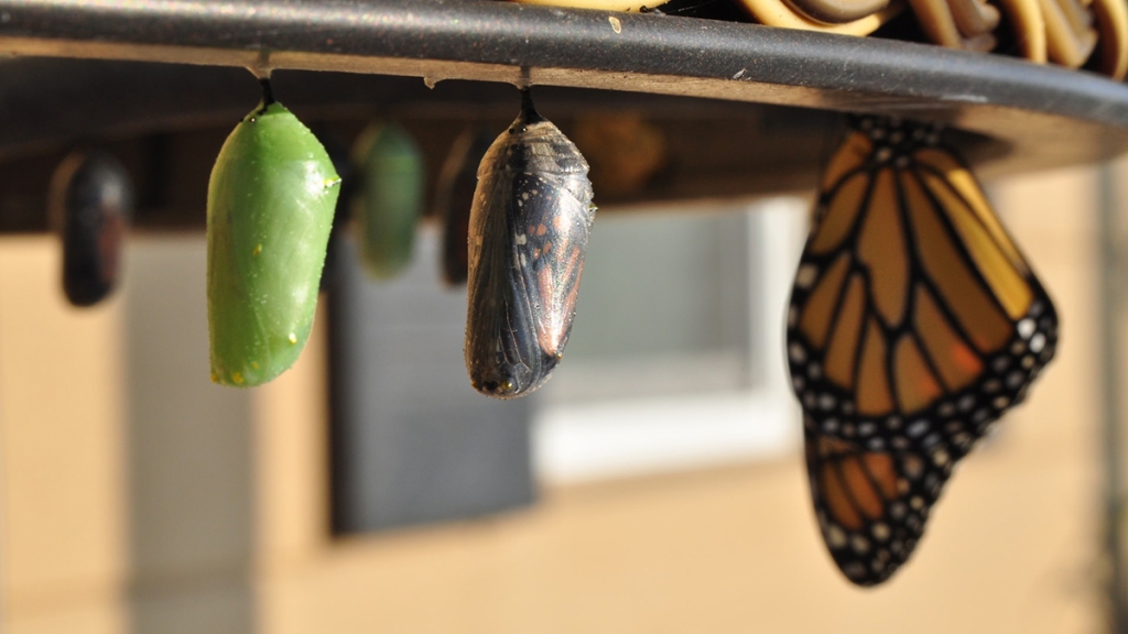 Picture of chrysalises and a butterfly